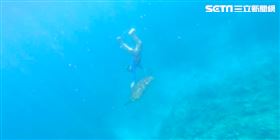 小琉球,海龜,海巡,50萬,野生動物保育法