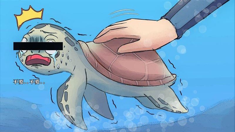 摸牠沒知覺？龜殼跟寶特瓶厚度一樣薄