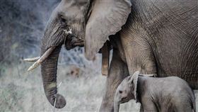 辛巴威在過去2個月歷經史上最嚴重旱災之一，目前至少有120頭大象死亡。辛巴威野生動物管理相關單位11日表示將遷移數百頭大象及其他野生動物，避免牠們死於乾旱。（圖／翻攝自Pixabay圖庫）