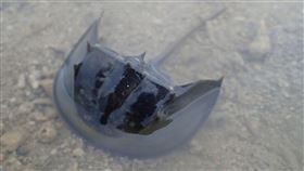 台電向海致敬　澎湖放流三棘鱟幼苗（1）台電尖山電廠今年執行「向海致敬」豐育資源活動，1日傍晚結合水試所澎湖海洋生物研究中心在紅羅海域放流500尾三棘鱟。中央社　109年7月1日