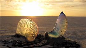 僧帽水母。（示意圖／翻攝自Pixabay）