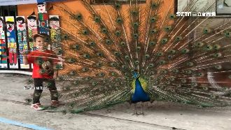 孔雀日常逛大街　每天飛進校園陪上課