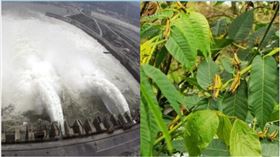 ▲中國廣西桂林全州縣爆「蝗蟲災」。（圖／翻攝自推特）