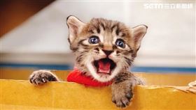 小奶貓,貓咪,繁殖,新北市動物保護防疫處,幼貓,母貓（圖／翻攝自新北市府官網）