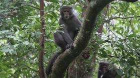 台灣獼猴。（圖／羅東林管處提供）