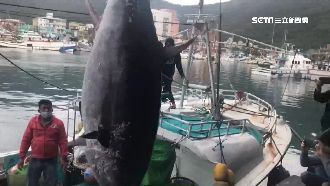 破11年紀錄！東港黑鮪魚捕獲量飆高