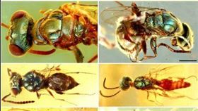 ▲琥珀保留了9900萬年前昆蟲。（圖／翻攝自推特）