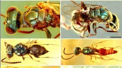琥珀化石研究：黃蜂9900萬年沒變