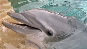 海豚（▲圖／攝影者muffinman71xx, flickr CC License）
https://www.flickr.com/photos/muffinman71xx/2322336928/