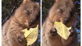 澳洲,袋鼠,樹葉,洋芋片,療癒（圖／翻攝自微博）