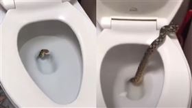 馬桶,錦蛇,上廁所,菊花,命根