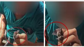 驚悚！工人活吞蝙蝠　現抓現吃還配酒（圖／翻攝自爆料公社）