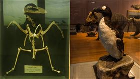  北極大海雀（圖／Visual hunt）