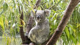 無尾熊，台北市立動物園提供