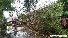 台中路樹倒塌壓死女騎士／翻攝畫面