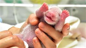 圓仔妹，熊貓，台北市立動物園提供