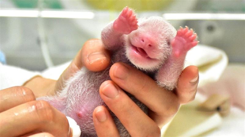 圓仔妹露粉嫩甜笑　睡覺還有娃娃陪