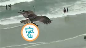  老鷹海邊抓魚！俯衝後升空…腳上多這隻　遊客嚇傻：鯊魚嗎（圖／翻攝自推特）