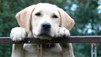 搭機遇醫療犬抓抓搭訕！她就醫檢查嚇傻了