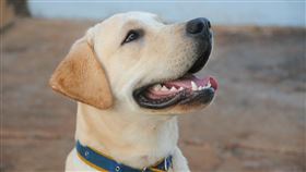 拉布拉多,狗狗（圖／翻攝自Pixabay）