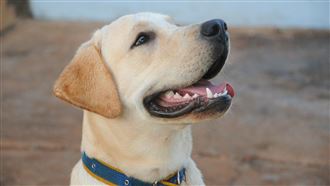 很多人不知！帶狗出門「1舉動」吞2千罰單