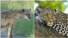 花豹,鬣狗（圖／翻攝自pixabay）