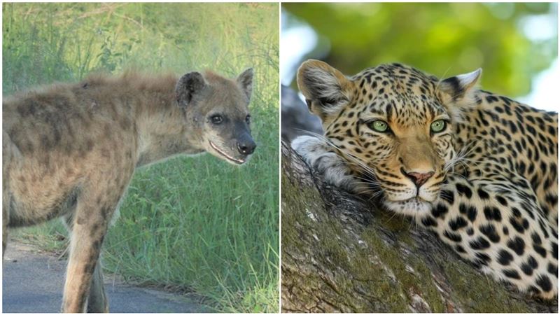 花豹、鬣狗啃獵物　牠突猛叼2獸急逃