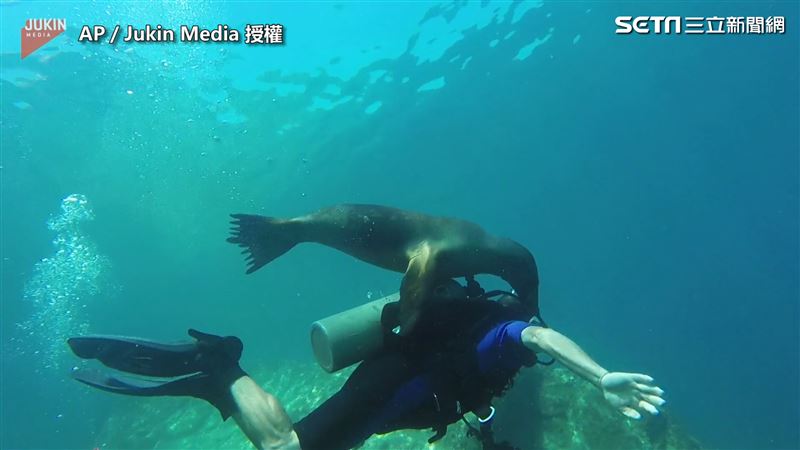 海獅爆衝求潛水員背　狂咬狂撞超興奮