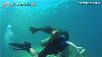 海獅爆衝求潛水員背　狂咬狂撞超興奮