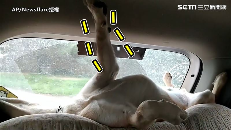 牠坐車怕摔　秀長腿扶車頂保持平衡
