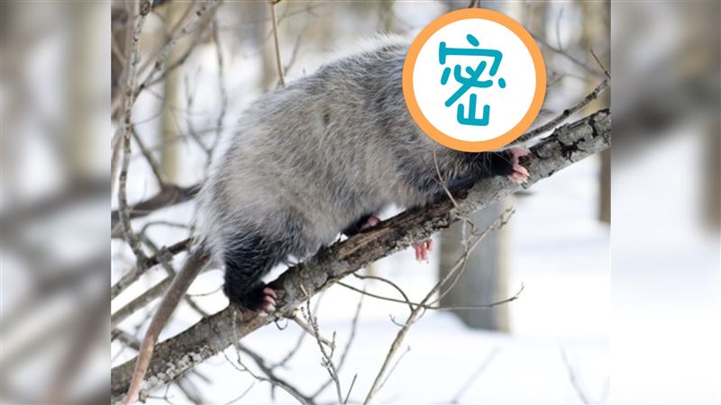 呼吸心跳全停止！世上最會裝死的動物