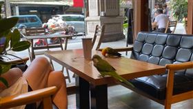 寵物友善餐廳,飼主,咖啡廳,衛生,鸚鵡,桌上,放任