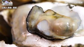 狂！蚵仔199元吃到飽　產地新鮮直送、肉質肥美飽滿