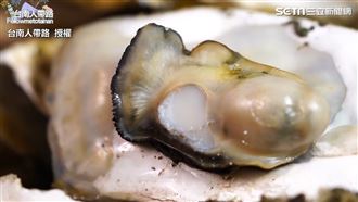 產地新鮮直送　蚵仔199元吃到飽