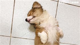 狗,年紀,年齡,換算,人類,公式