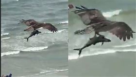 鯊魚,海攤,魚鷹,海鰱科,專家,解答