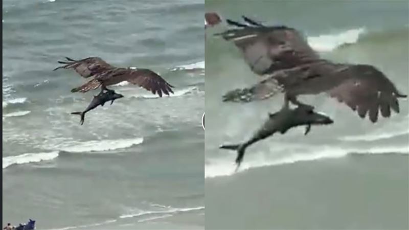 海邊見大老鷹獵「巨鯊」？專家解答了