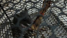 捕鼠籠抓貓(PTT)