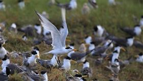 神話之鳥黑嘴端鳳頭燕鷗　澎湖雞善嶼現蹤澎湖縣野鳥學會與鳥友張全等近期觀測鳥況時，意外在雞善嶼發現有「神話之鳥」之稱的黑嘴端鳳頭燕鷗，令他們相當振奮。（澎湖野鳥學會鄭謙遜提供）中央社　109年7月3日