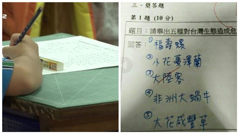 危害台灣的外來種？童寫陸客…下場曝