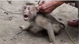 泰國猴子被民眾非法濫捕，強逼日摘１０００顆椰子。（圖／翻攝自PETA亞洲臉書)
