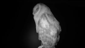 瀕臨絕種草鴞現身老鷹棲架（1）林務局推動國土綠網計畫，屏東林區管理處和屏東科技大學擴大進行老鷹棲架設置實驗，在夜間拍到一隻被稱為「猴子臉怪鳥」的草鴞，讓研究團隊大為驚喜。（屏東林管處提供）中央社記者郭芷瑄傳真　109年7月4日