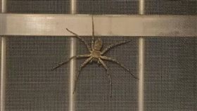 「巨型大蜘蛛」出沒他嚇壞　網喊別殺喇牙：你家蟑螂很多
圖翻攝自臉書爆怨公社