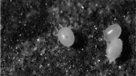 遭恙蟲咬傷感染後如果沒及時就醫處理，死亡率恐怕高達60%。（圖／臺東縣衛生局提供）