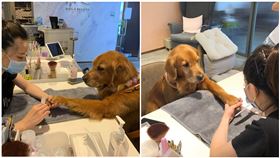  黃金獵犬做美甲，網友授權提供