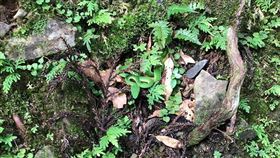 穿短褲露營…腳邊20公分驚見毒蛇（圖／翻攝自露營公社臉書）