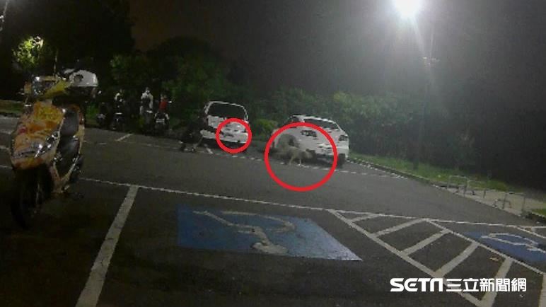 男持BB槍射狗辯自衛　監視畫面打臉