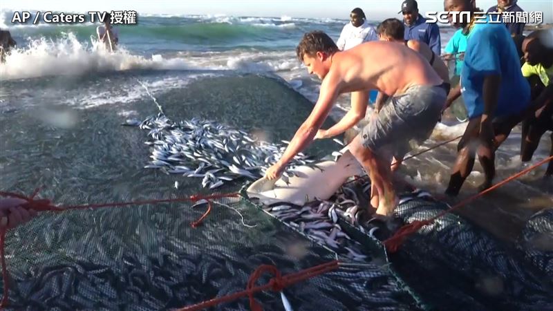 困魚網超無力　熱心男幫鯊魚重返大海