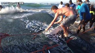 困魚網超無力　熱心男幫鯊魚重返大海