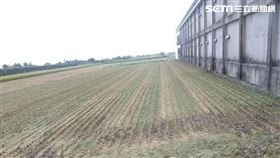 盜割,割稻尾,巡田,彰化,翻攝畫面